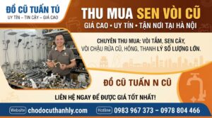 thu-mua-sen-voi